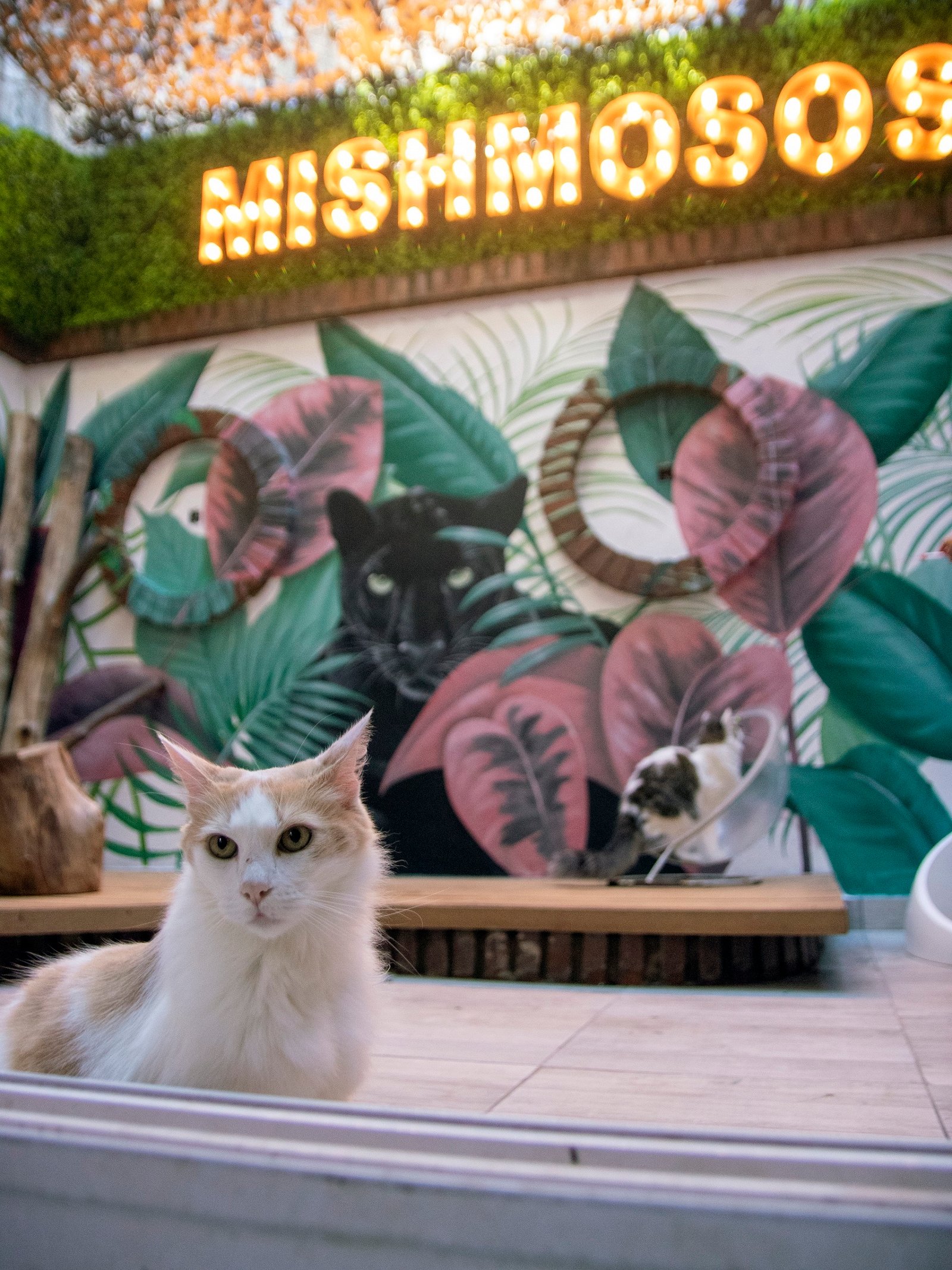 HOTEL MISHMOSOS7